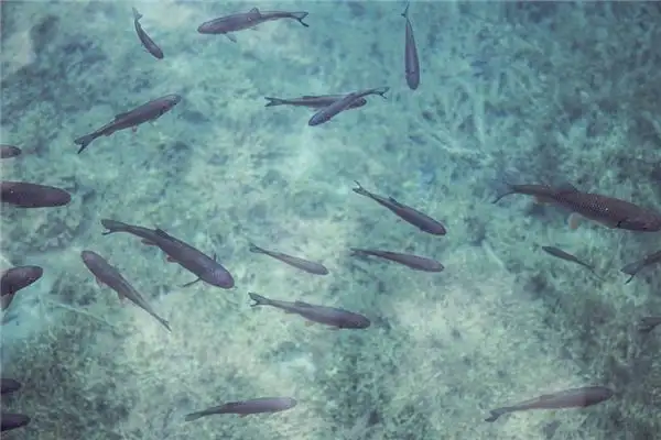 Dream Interpretation of Catching Fish in Sleep-DreamDecode