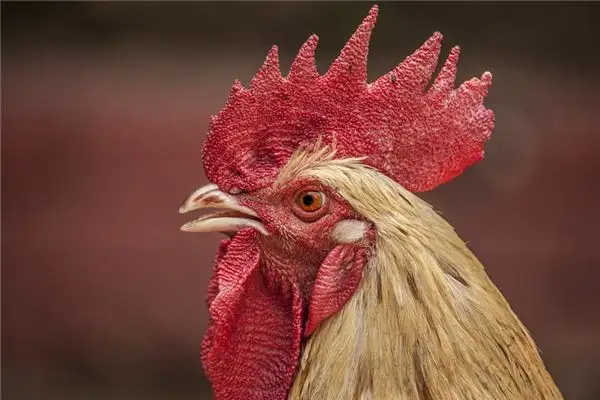 Dream Interpretation of Hearing a Rooster Crow in Your Sleep - NuvoraDream-DreamDecode