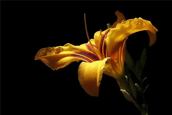 Dreaming of Daylilies Meaning and Interpretation - NuvoraDream-DreamDecode