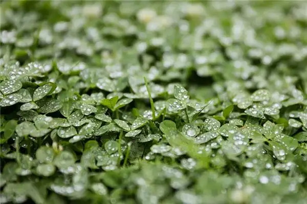 Dreaming of Clover Meaning and Interpretation NuvoraDream-DreamDecode