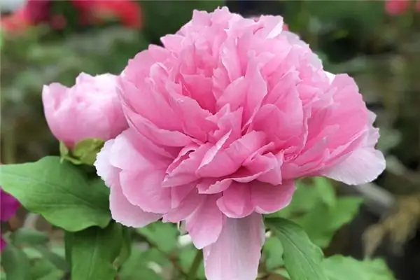 Dream of Peony Blooming Meaning and Interpretation-DreamDecode