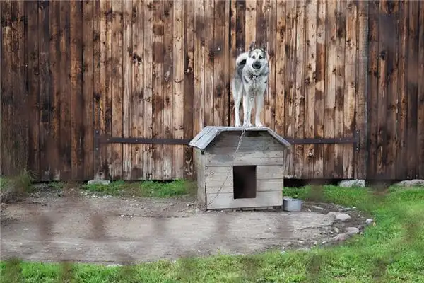 Dream Interpretation of Dog Kennel - NuvoraDream-DreamDecode