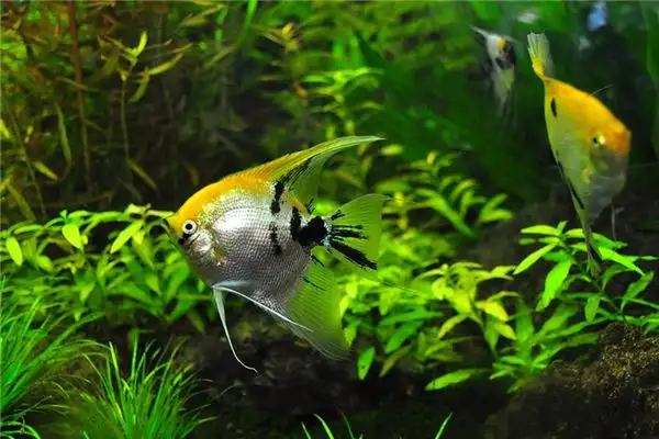 Dream Interpretation of Raising Fish in Your Sleep - NuvoraDream-DreamDecode