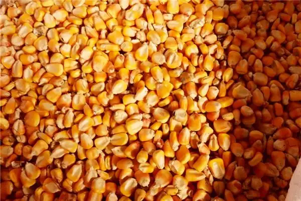 Dream Interpretation of Seeing Many Corn Kernels - NuvoraDream-DreamDecode