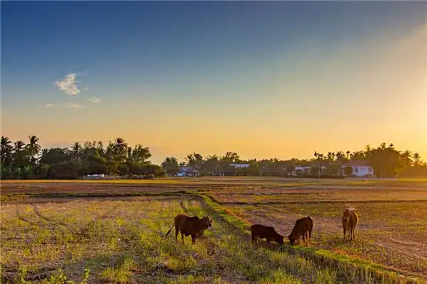 Dream Interpretation of Hometown in Nuvoradream-DreamDecode