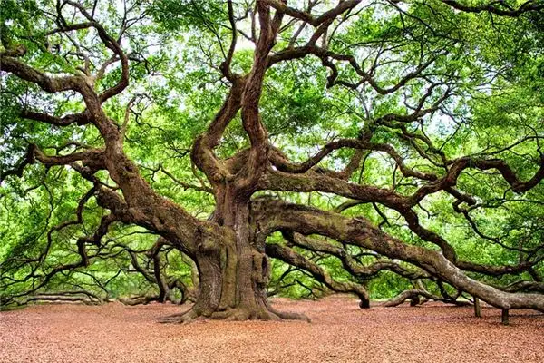 Dreaming of an Oak Tree Meaning and Interpretation - NuvoraDream-DreamDecode