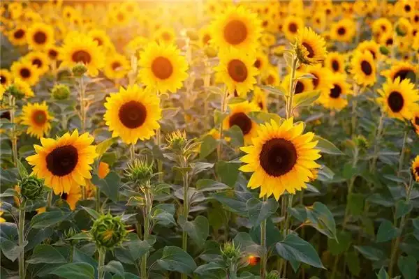 Dreaming of Sunflowers Blooming Meaning and Interpretation - NuvoraDream-DreamDecode