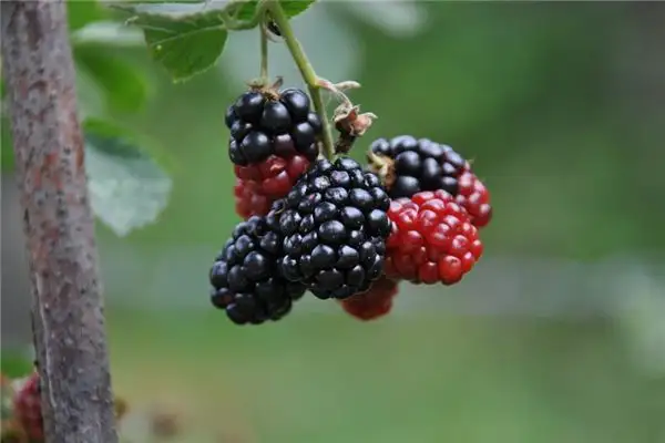 Dream of Mulberries Meaning - NuvoraDream-DreamDecode