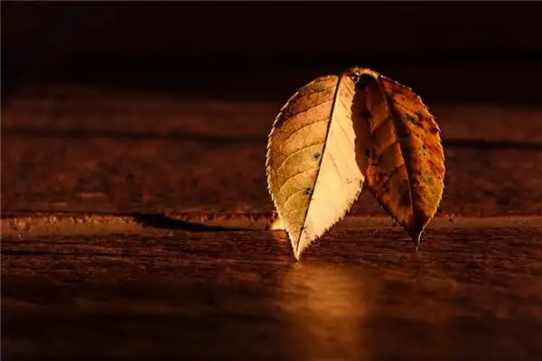 Dream Interpretation of Seeing Brown in Your Sleep Nuvoradream-DreamDecode