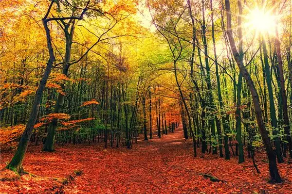 Dream Interpretation Falling Tree Meaning - NuvoraDream-DreamDecode