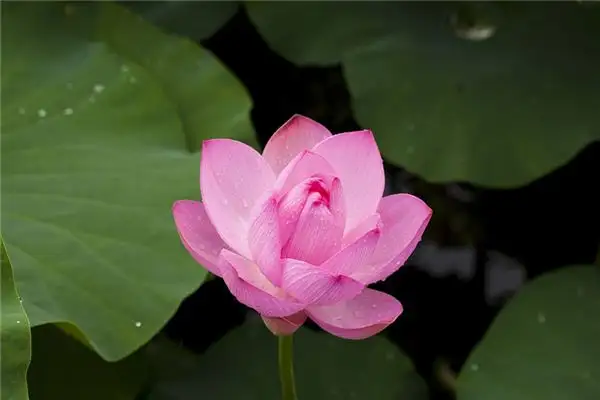 Dream of Lotus Flower Meaning - NuvoraDream-DreamDecode