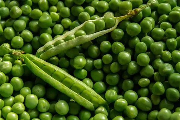 Dreaming of Peas Meaning and Interpretation - NuvoraDream-DreamDecode