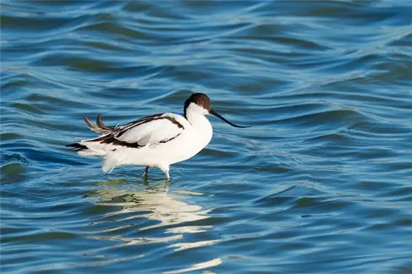 Dream Interpretation Walking Through Water Meaning at NuvoraDream-DreamDecode