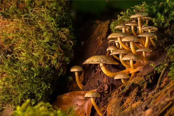 Dreaming of a Mushroom Grove Meaning and Interpretation - NuvoraDream-DreamDecode