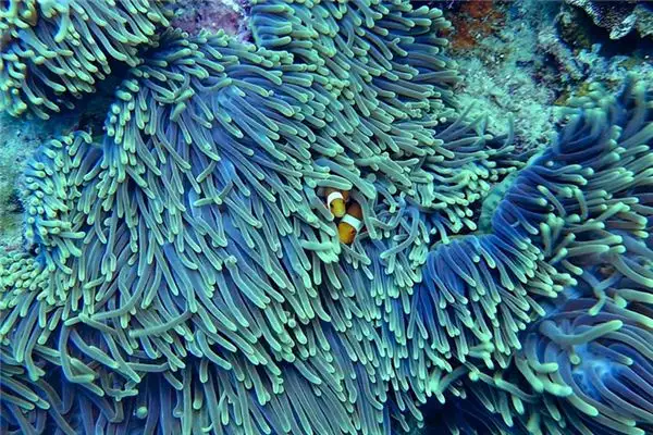 Dream of Coral Meaning and Interpretation - NuvoraDream-DreamDecode