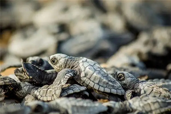 Dream Interpretation Freeing Animals Meaning and Symbolism-DreamDecode