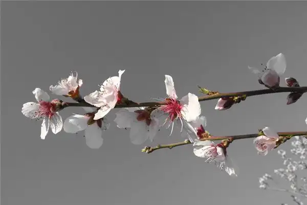 Dreaming of Apricot Blossoms Meaning and Interpretation - NuvoraDream-DreamDecode