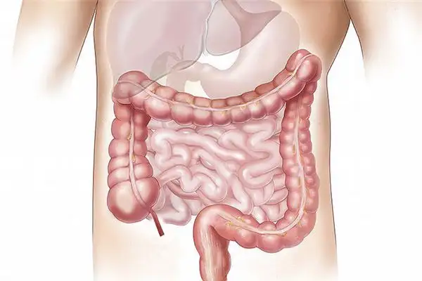 Dream Interpretation of Cutting Internal Organs - NuvoraDream-DreamDecode