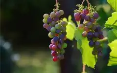 Dream of Grapes Meaning - Nuvora Dream Interpretation-DreamDecode