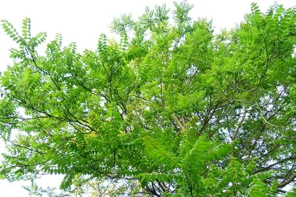 Dreaming of Camphor Tree Meaning and Interpretation NuvoraDream-DreamDecode