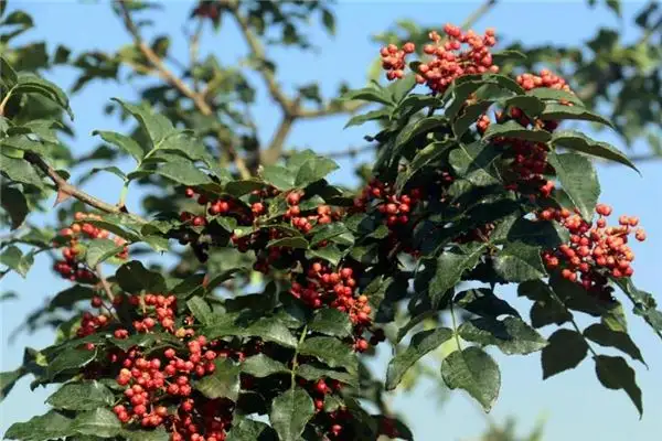 Dream of Sichuan Peppers and Pepper Trees Meaning - NuvoraDream-DreamDecode