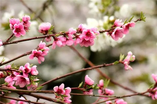 Dream of Peach Wood Meaning and Interpretation - NuvoraDream-DreamDecode