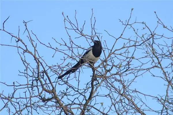 Dream of Magpie Bridge Meaning and Interpretation - NuvoraDream-DreamDecode