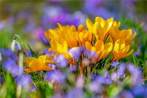 Dreaming of Saffron Meaning and Interpretation - NuvoraDream