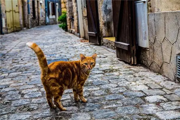 Dream Interpretation Cat Biting My Hand NuvoraDream-DreamDecode