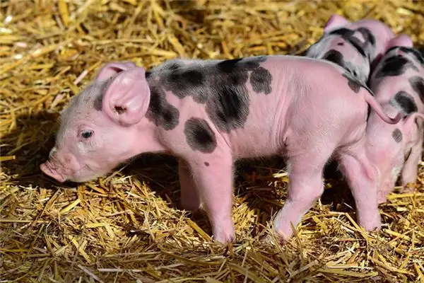 Dream Interpretation of Holding a Piglet in Your Sleep - NuvoraDream-DreamDecode