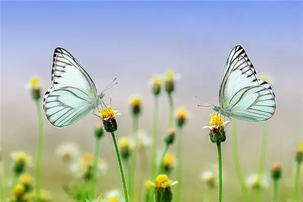 Dream Interpretation of Common Scenes in Dreams - NuvoraDream-DreamDecode