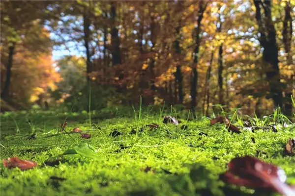 Dream Interpretation Ground Meaning in Dreams-DreamDecode