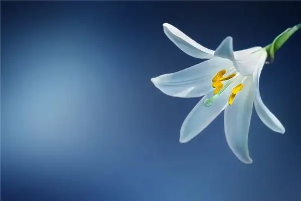 Dream of Lilies Meaning Interpretation - NuvoraDream-DreamDecode