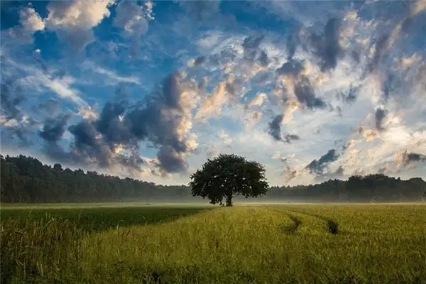 Dream Interpretation of Being in the Wilderness - NuvoraDream-DreamDecode