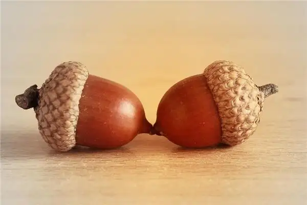 Dream of Acorns Meaning and Interpretation - NuvoraDream-DreamDecode