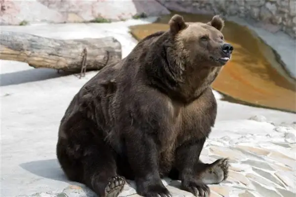 Dreaming of Fighting a Bear Meaning and Interpretation - NuvoraDream-DreamDecode