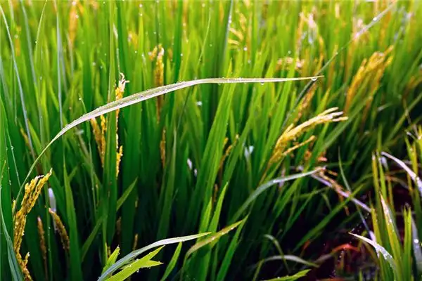 Dream Interpretation of Grains in Your Sleep NuvoraDream-DreamDecode