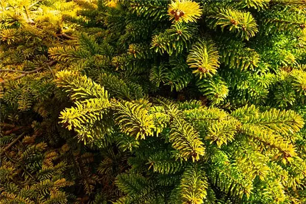 Dream of Pine Tree Meaning - NuvoraDream-DreamDecode