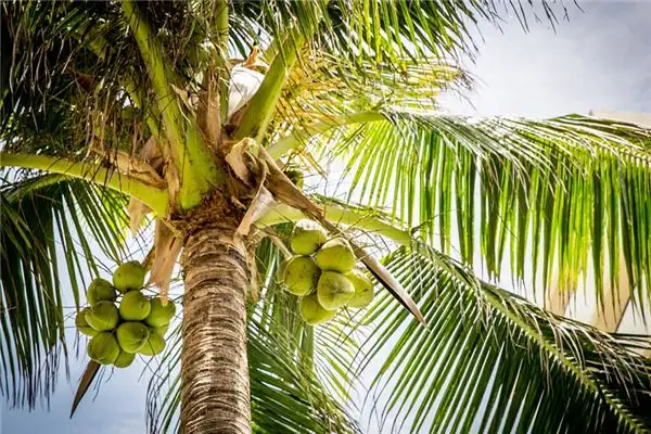 Dreaming of Coconut Trees Meaning and Interpretation - NuvoraDream-DreamDecode