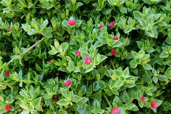 Dreaming of Indigo Meaning and Interpretation - NuvoraDream-DreamDecode