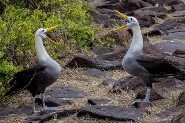 Dream Interpretation of Imitating Someone in Your Dream-DreamDecode