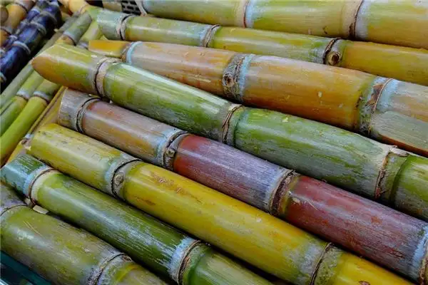 Dreaming of Sugarcane Meaning and Interpretation - NuvoraDream-DreamDecode