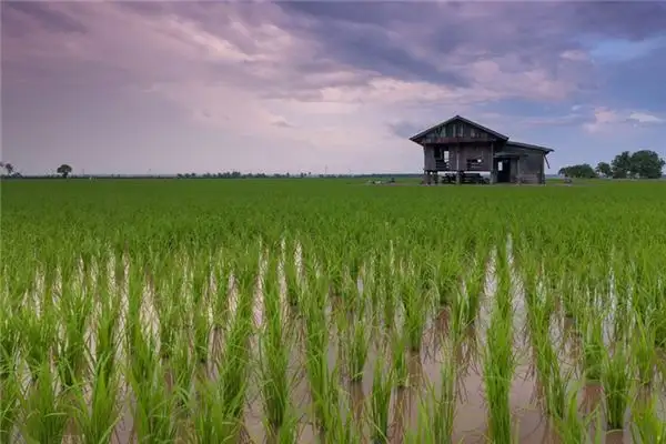Dreaming of Rice Fields Meaning and Interpretation - NuvoraDream-DreamDecode
