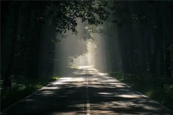 Dream Interpretation Under the Shade of Trees - NuvoraDream-DreamDecode