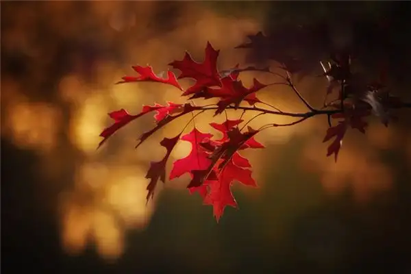 Dreaming of Red Leaves Meaning and Interpretation - NuvoraDream-DreamDecode