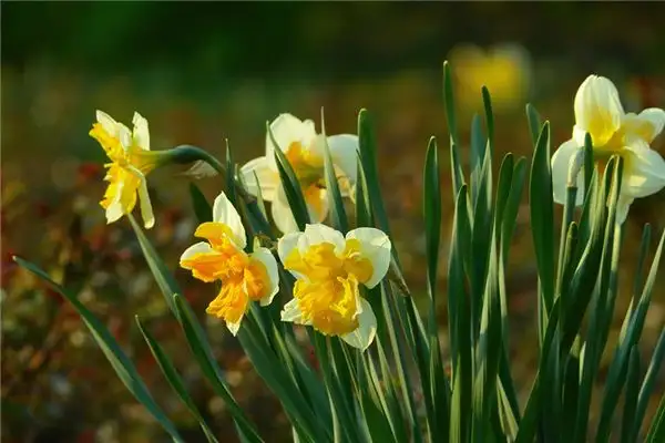 Dream of Daffodils Meaning and Interpretation - NuvoraDream-DreamDecode