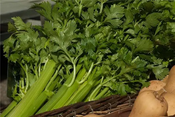 Dream of Parsley and Celery Meaning - NuvoraDream-DreamDecode