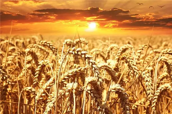 Dreaming of Wheat Meaning and Interpretation - NuvoraDream-DreamDecode