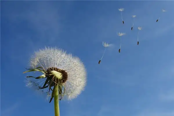 Dream of Dandelions Meaning and Interpretation - NuvoraDream-DreamDecode