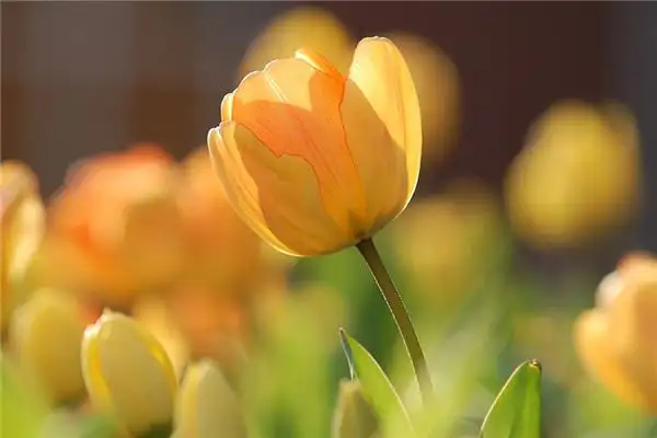 Dreaming of Tulips Meaning and Interpretation - NuvoraDream-DreamDecode